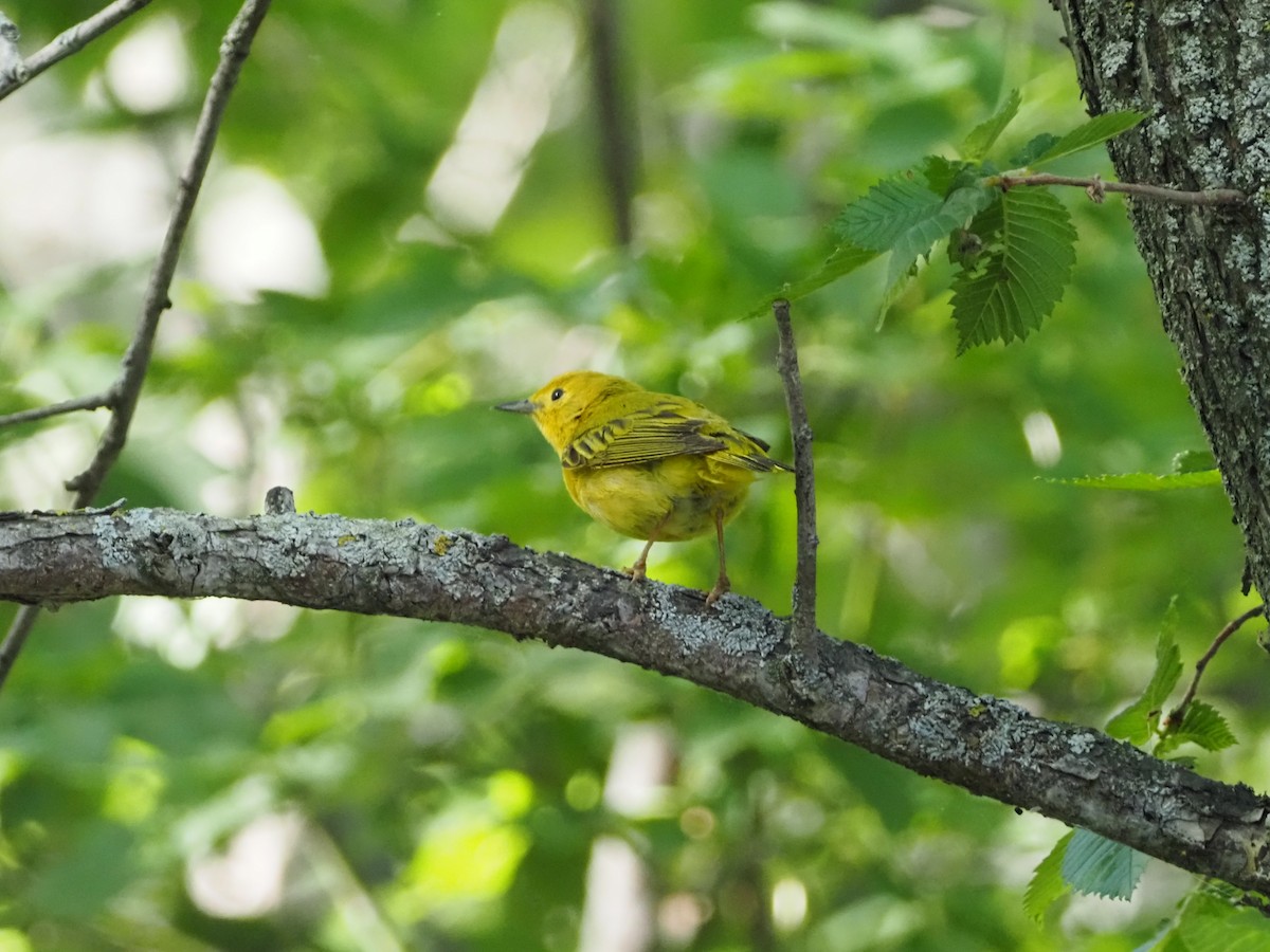 Yellow Warbler - David Zook
