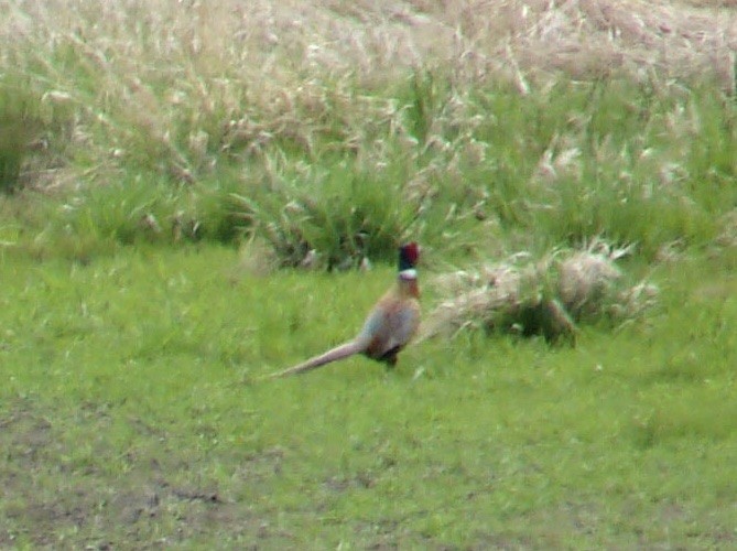Ring-necked Pheasant - ML40266931