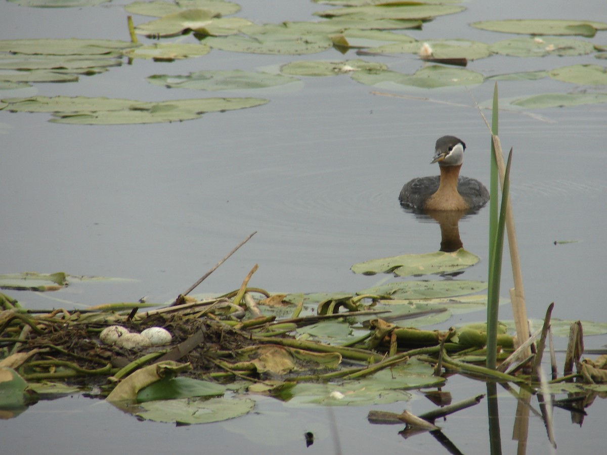 Red-necked Grebe - ML40267511