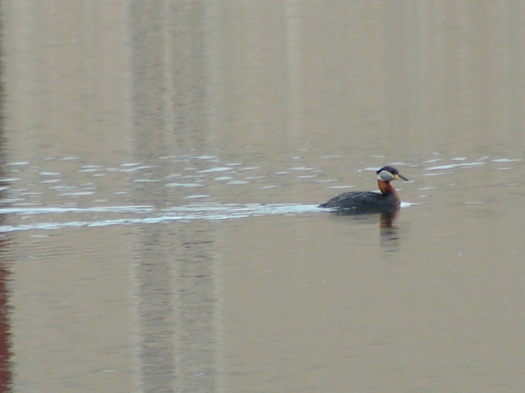 Red-necked Grebe - ML40267631