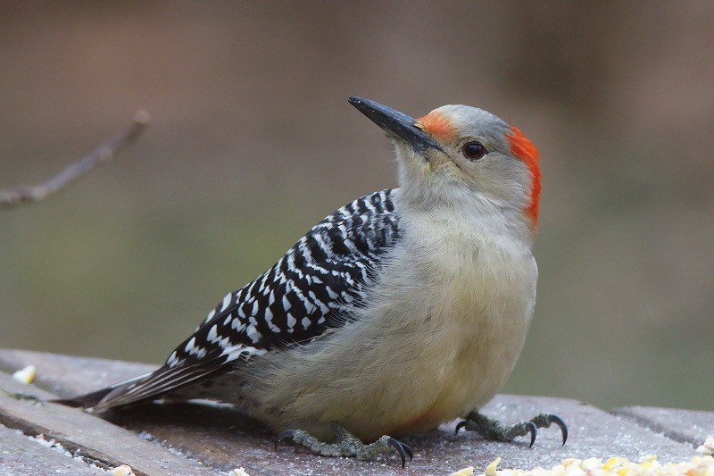 Red-bellied Woodpecker - Vern Wilkins 🦉