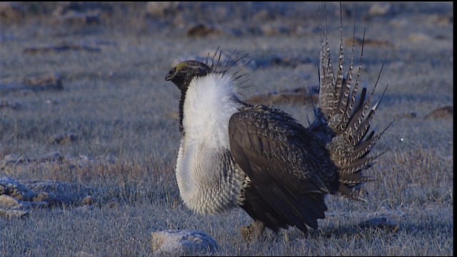 Greater Sage-Grouse - ML402680