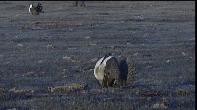 Greater Sage-Grouse - ML402683