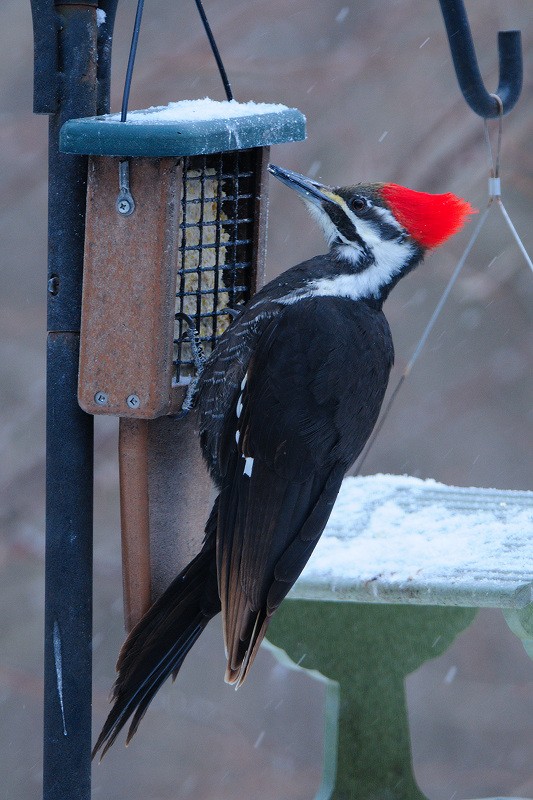 Pileated Woodpecker - Vern Wilkins 🦉