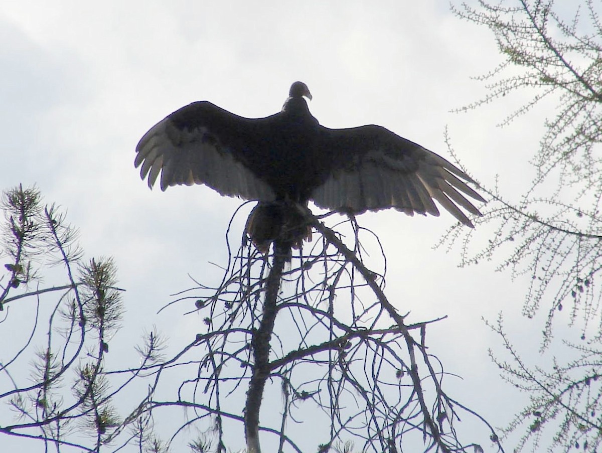 Turkey Vulture - David Marjamaa