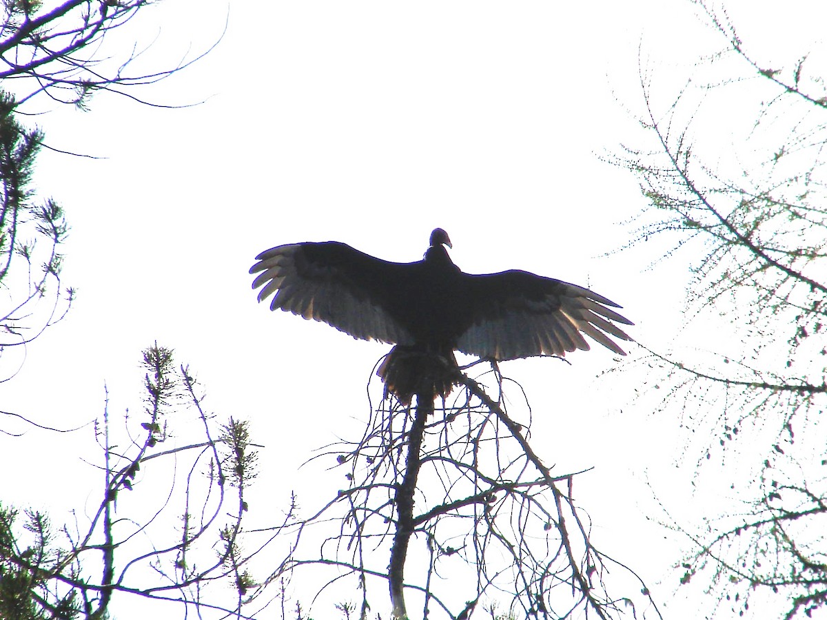 Turkey Vulture - ML40268601