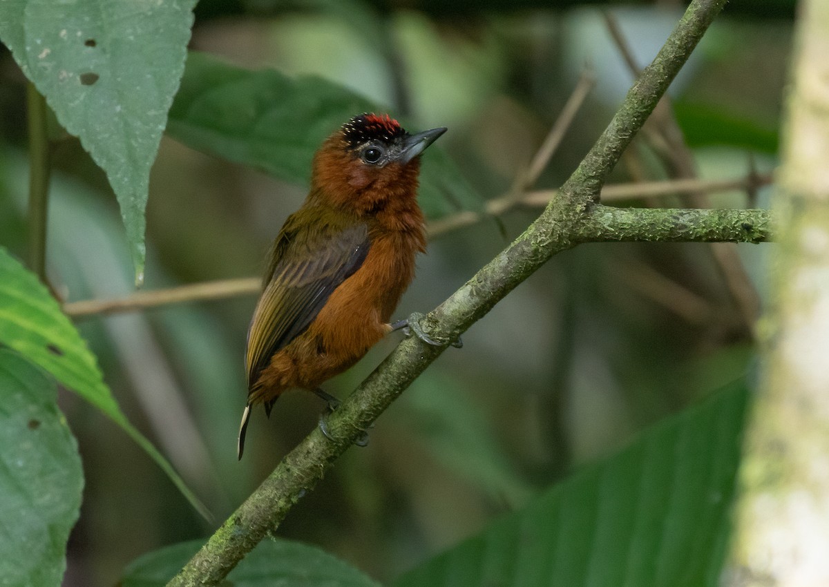 Rufous-breasted Piculet - ML402693351