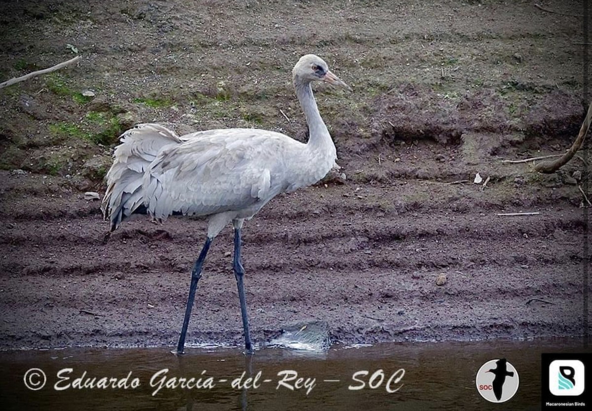 Common Crane - Eduardo Garcia-del-Rey