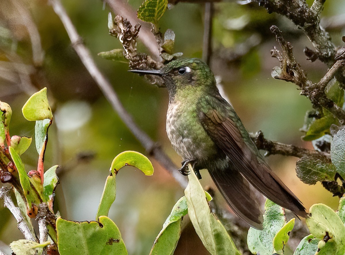 kolibřík dřišťálový - ML402697561