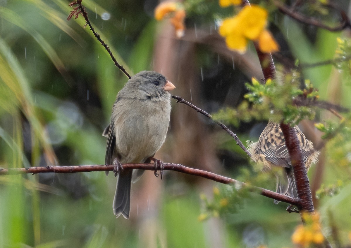Plain-colored Seedeater - ML402697811