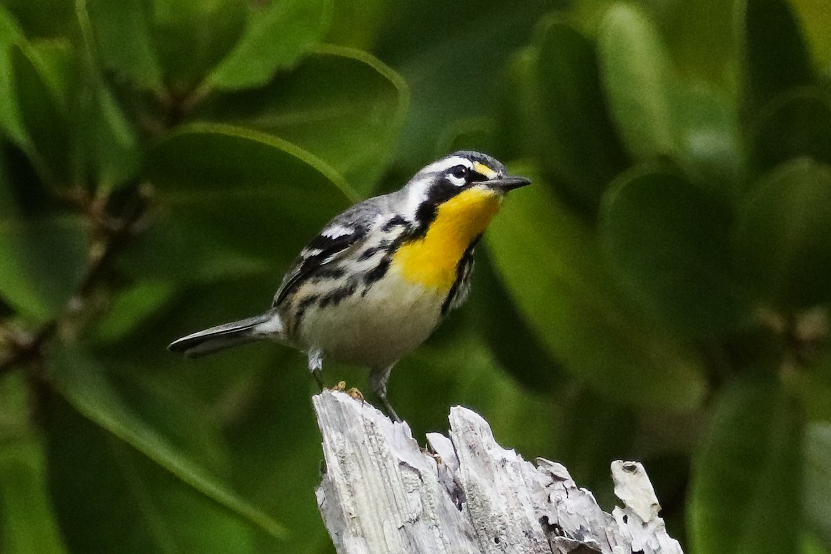 Yellow-throated Warbler - ML402698001