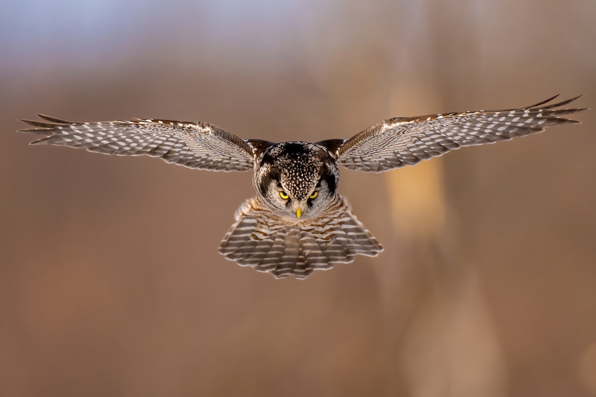 Northern Hawk Owl - ML402698541