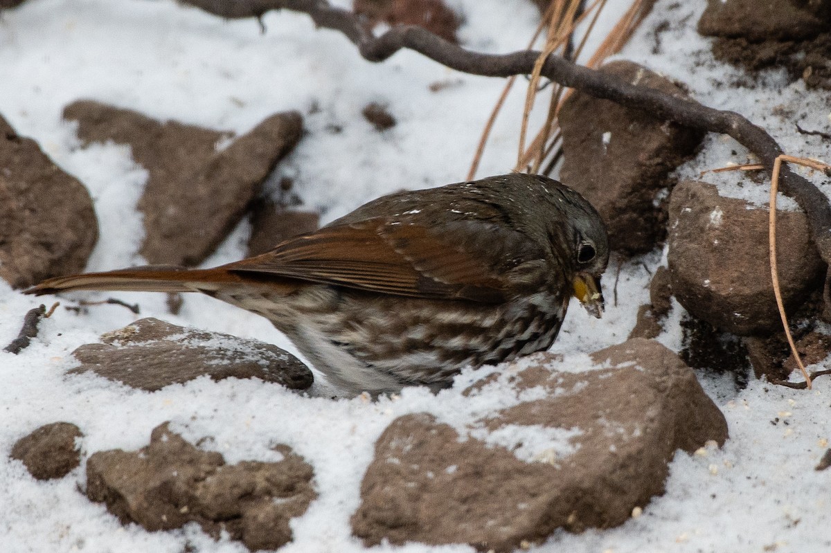 Fox Sparrow (Slate-colored) - ML402699881