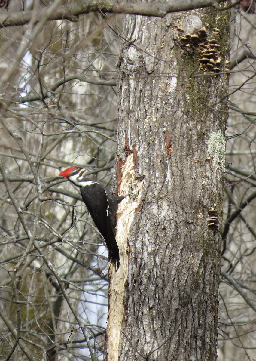 Pileated Woodpecker - ML402701161