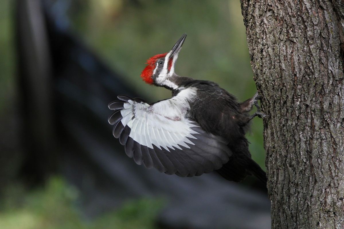 Pileated Woodpecker - Michael Tate