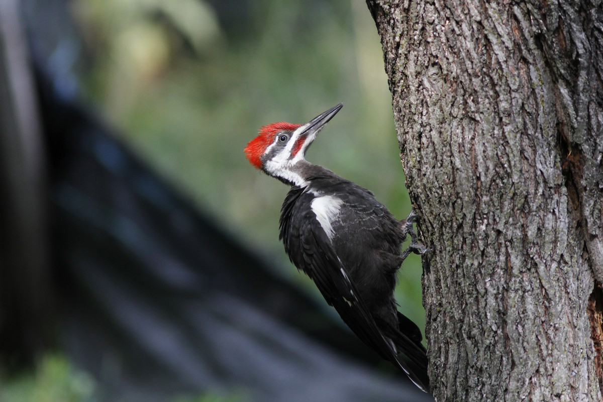 Pileated Woodpecker - ML40270561
