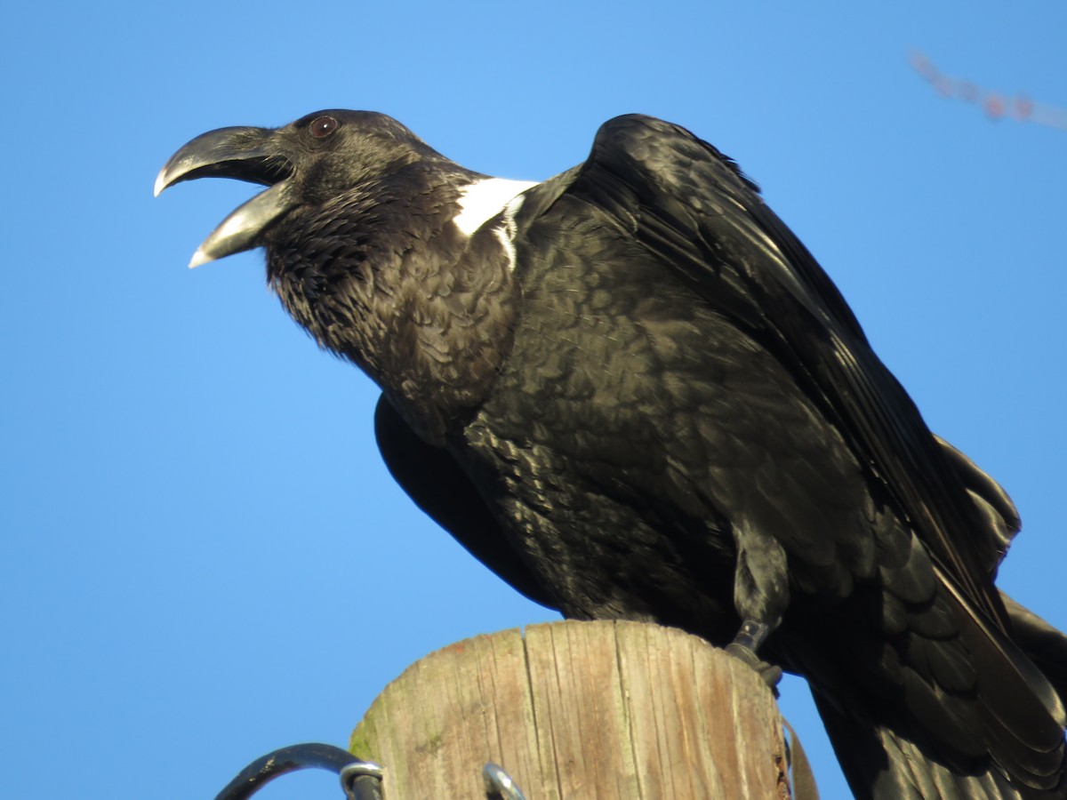 White-necked Raven - ML40271511