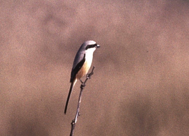 Long-tailed Shrike - ML40271531