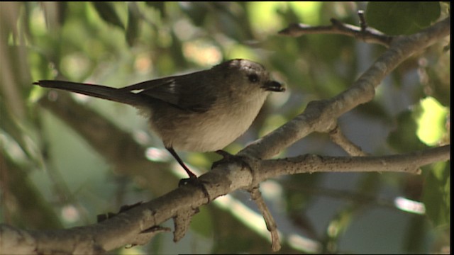 - Bushtit