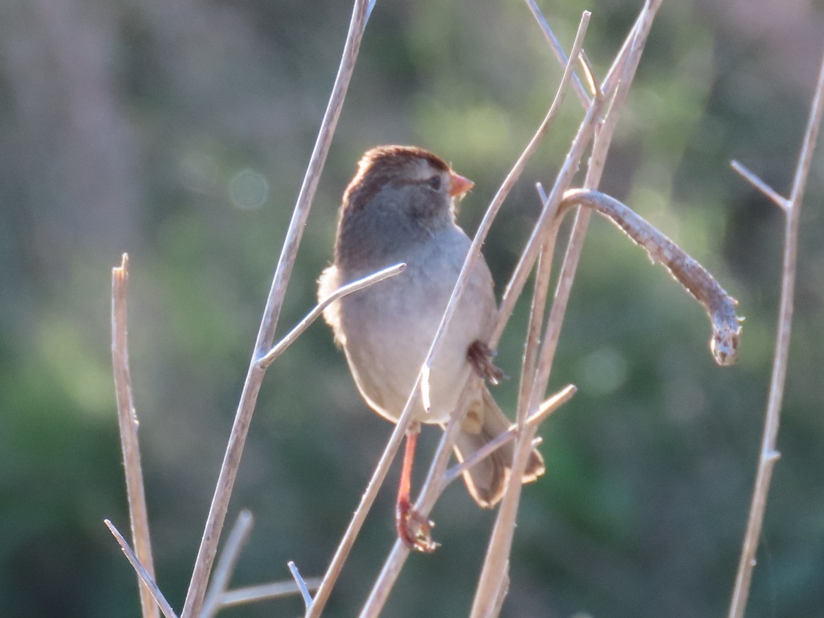 White-crowned Sparrow - ML402721161