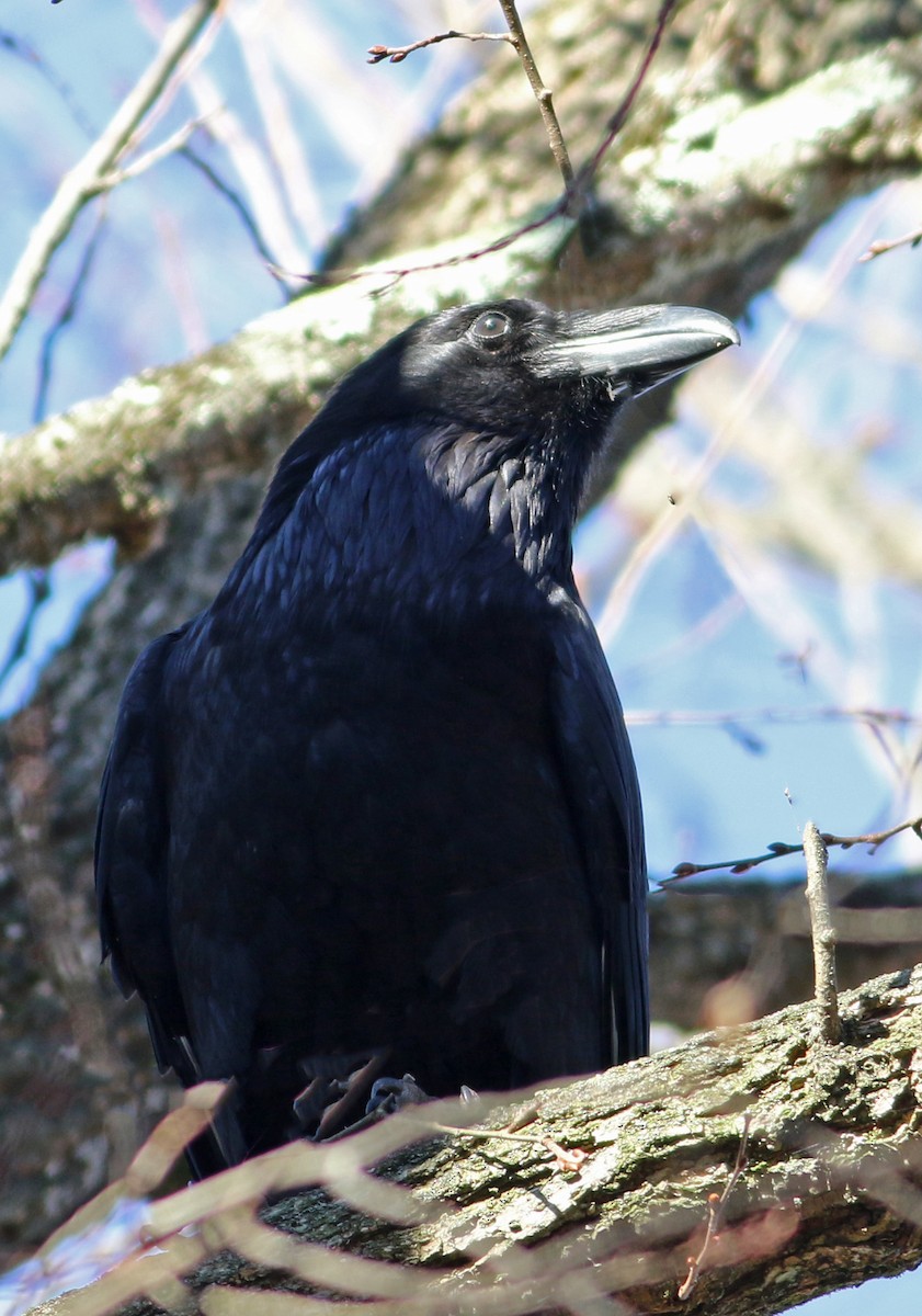 Common Raven - Karmela Moneta