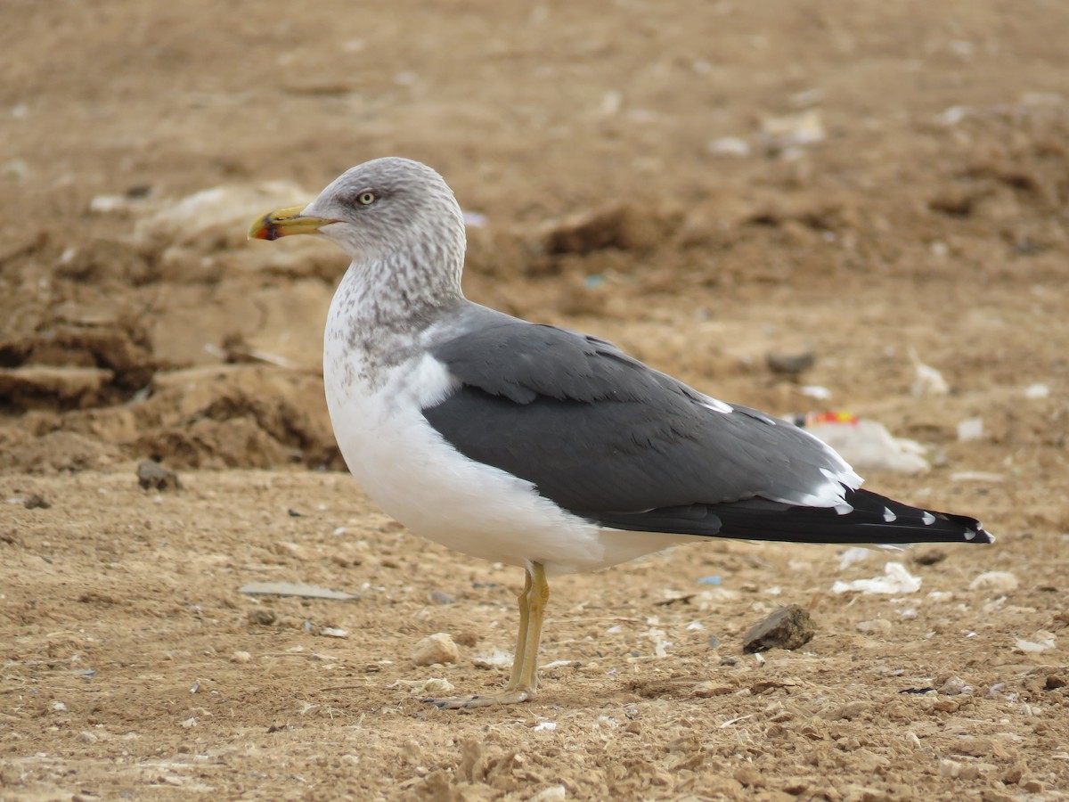 Lesser Black-backed Gull - ML402724101