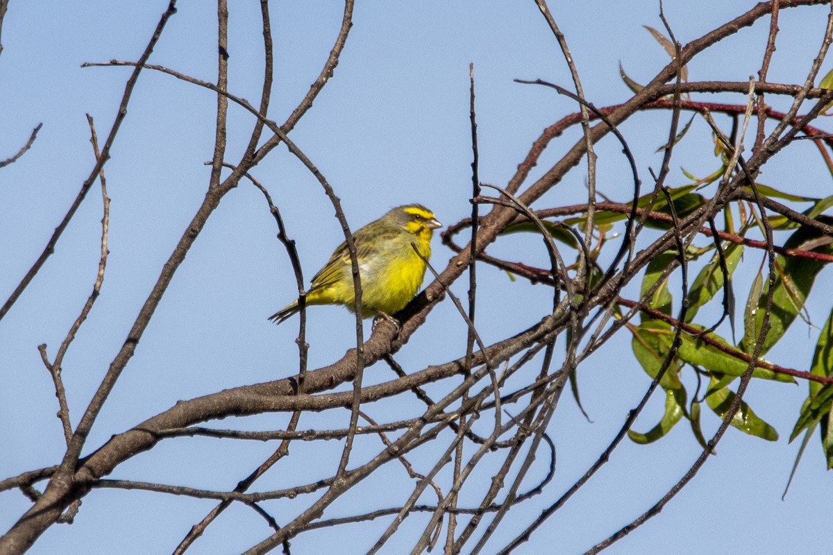 Yellow-fronted Canary - ML402736051