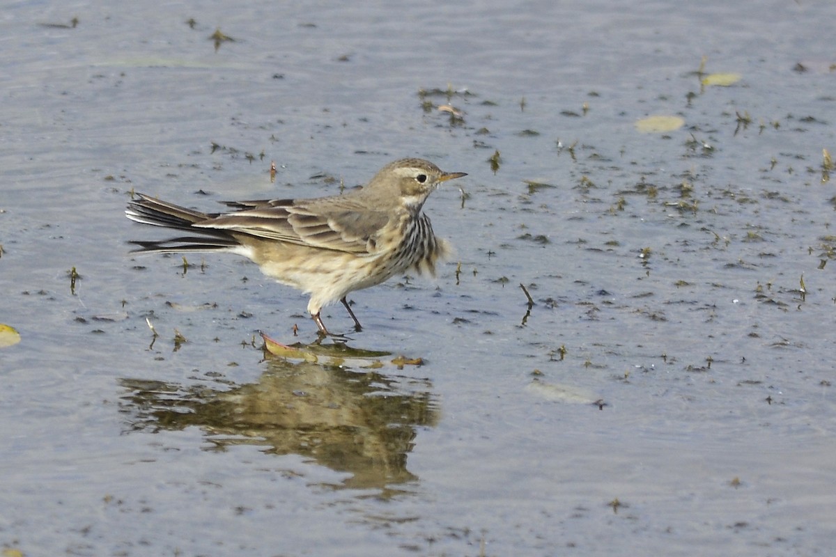 American Pipit - Vern Faber
