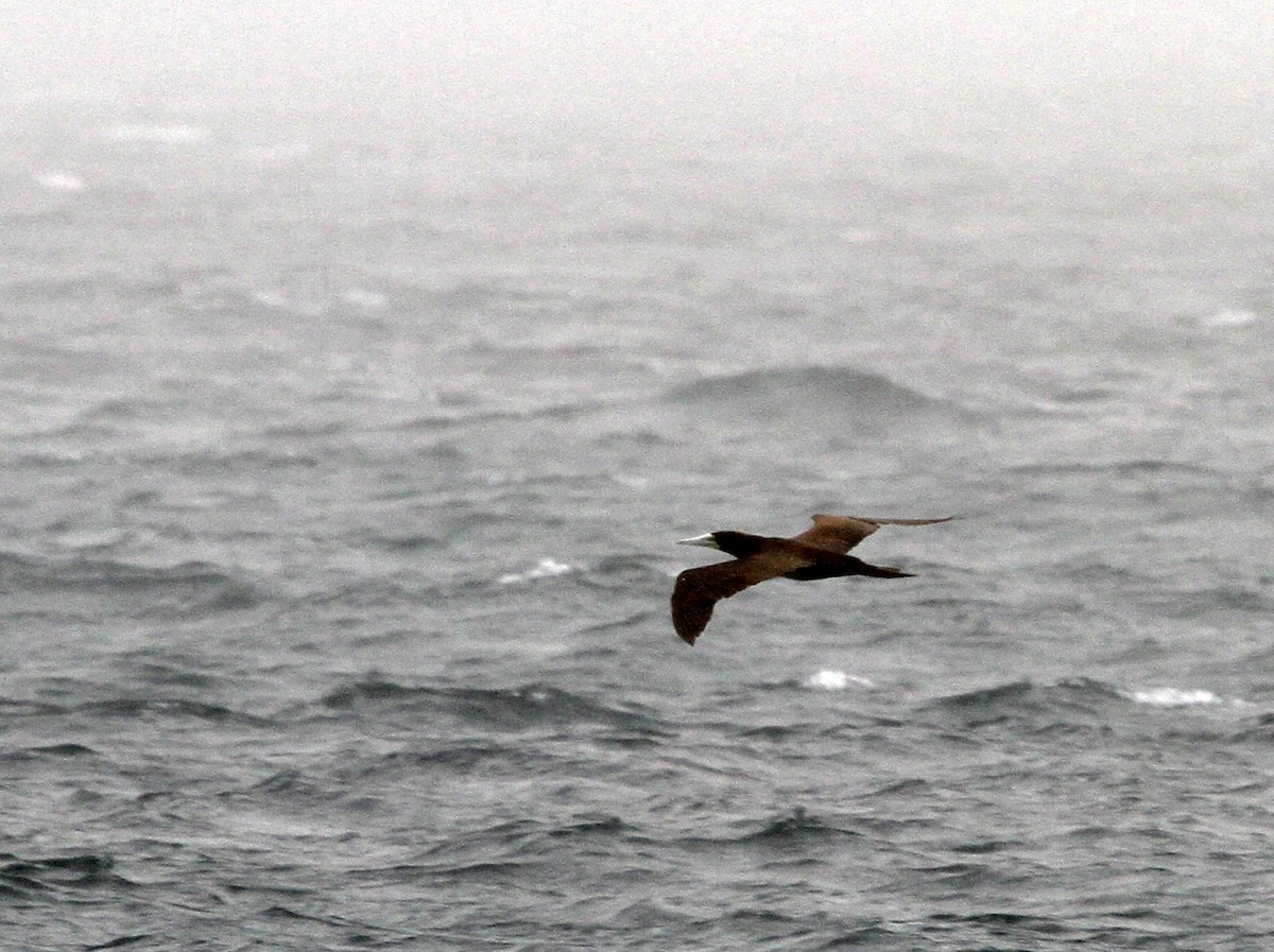 Brown Booby - ML402737691