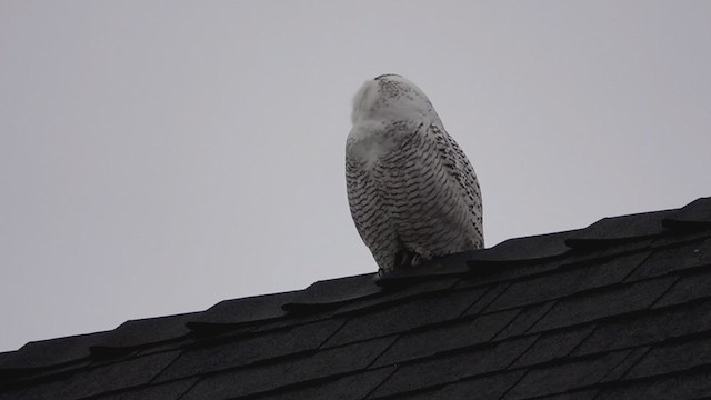 Snowy Owl - ML402744111