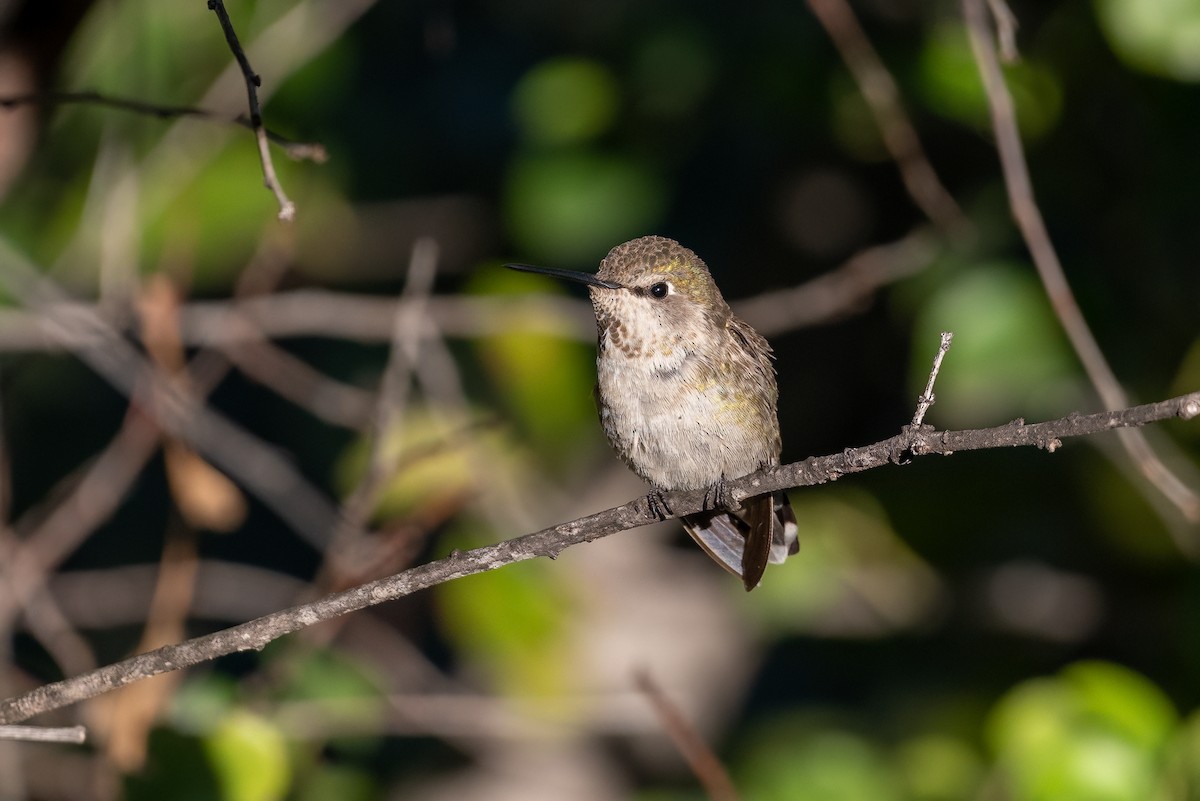 Anna's Hummingbird - Gizella Nyquist