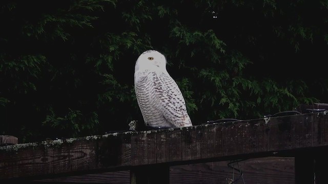 Snowy Owl - ML402745101