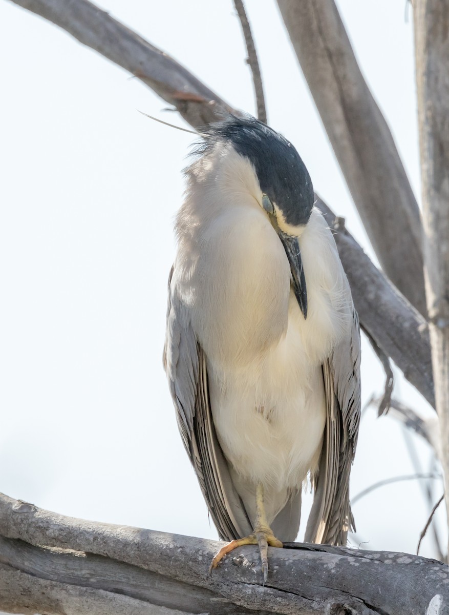 Black-crowned Night Heron - Maury Swoveland