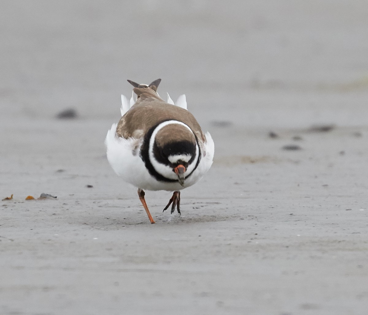 Semipalmated Plover - ML40274741