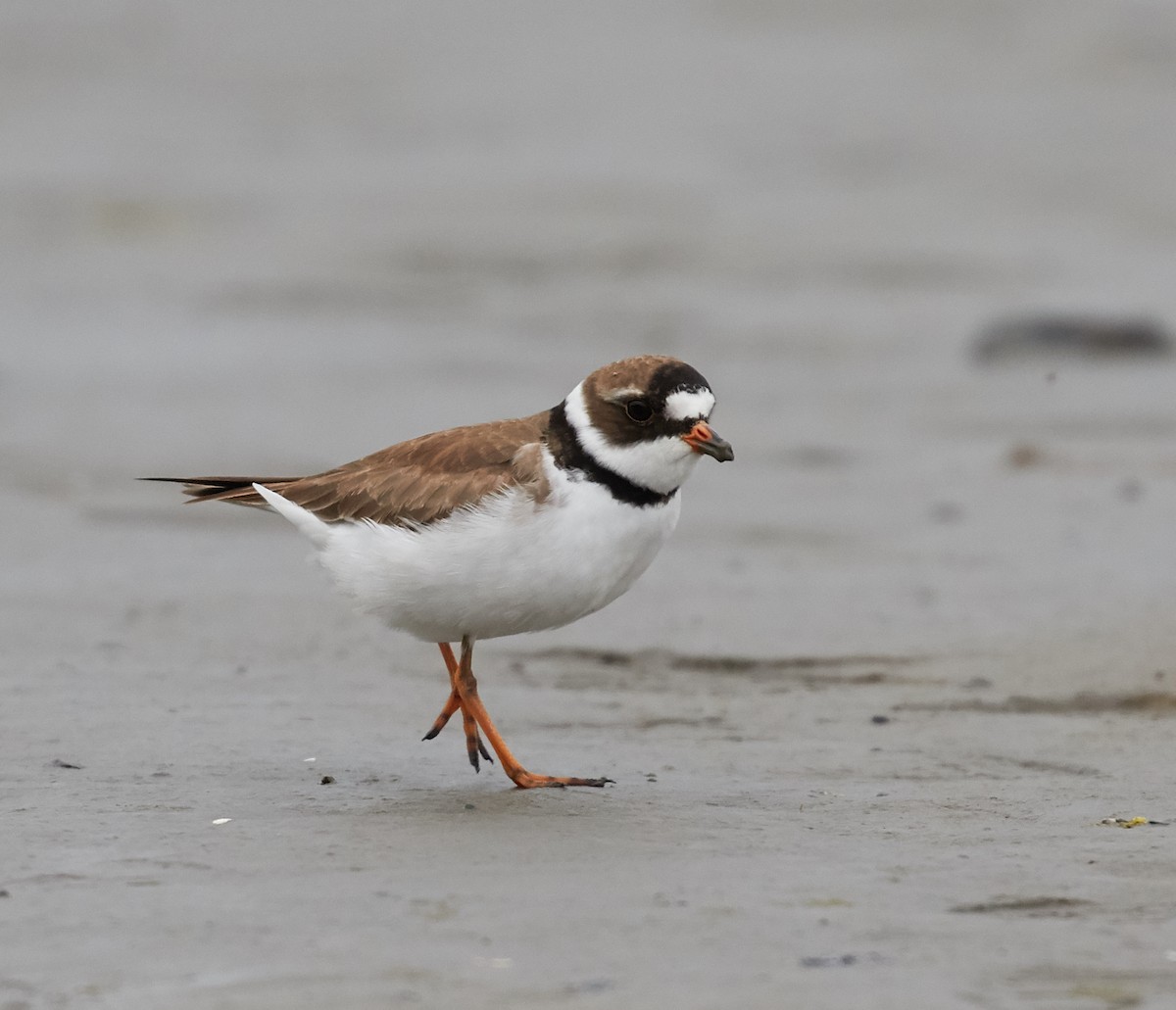 Semipalmated Plover - ML40274751