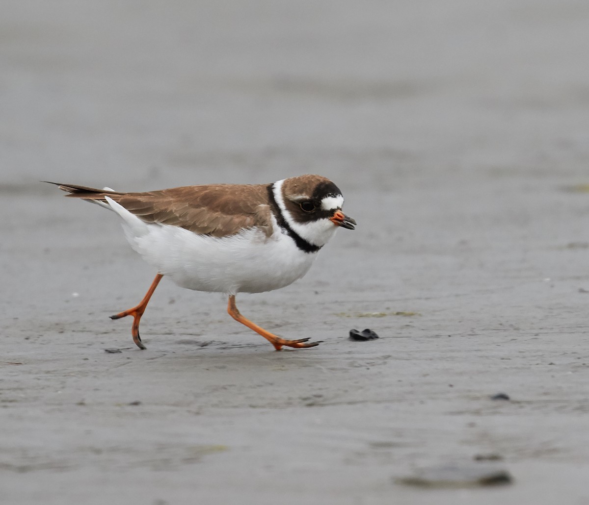 Semipalmated Plover - ML40274771