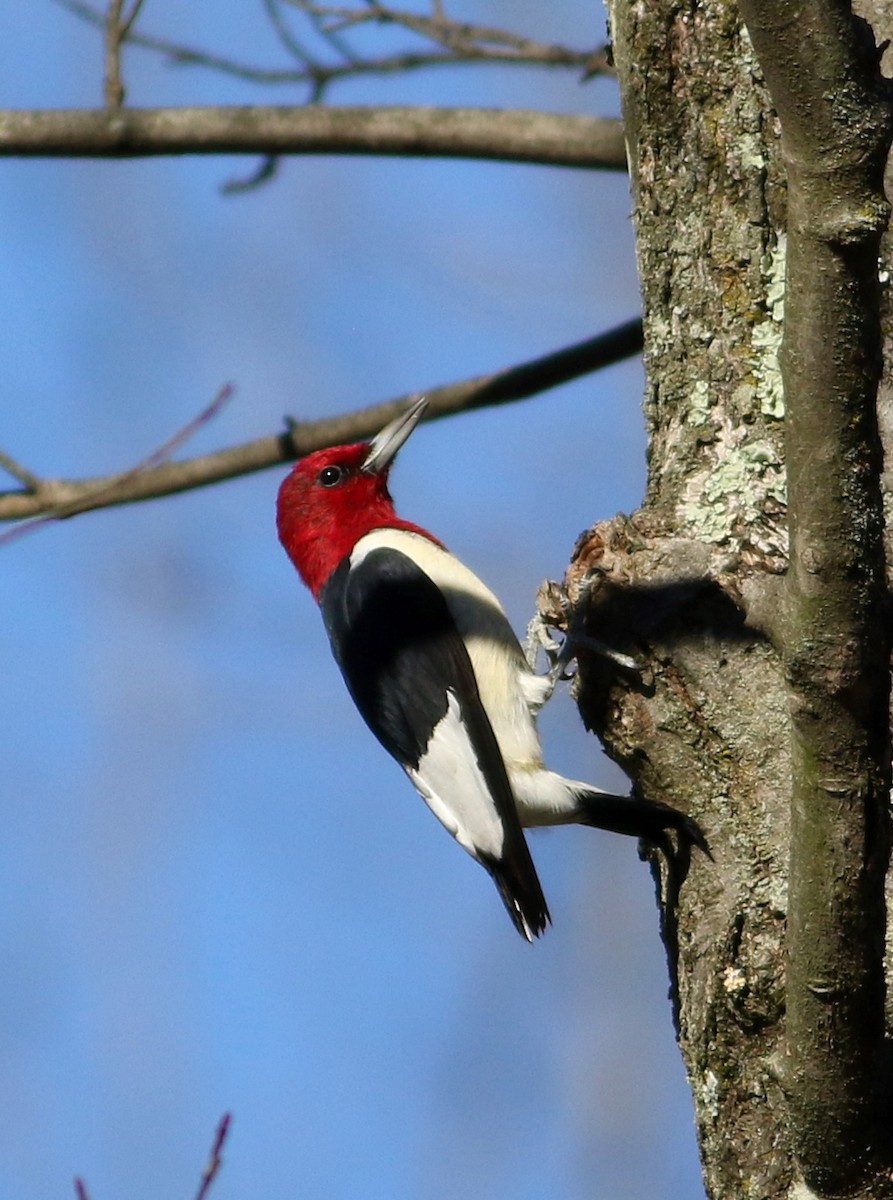 Red-headed Woodpecker - Karmela Moneta