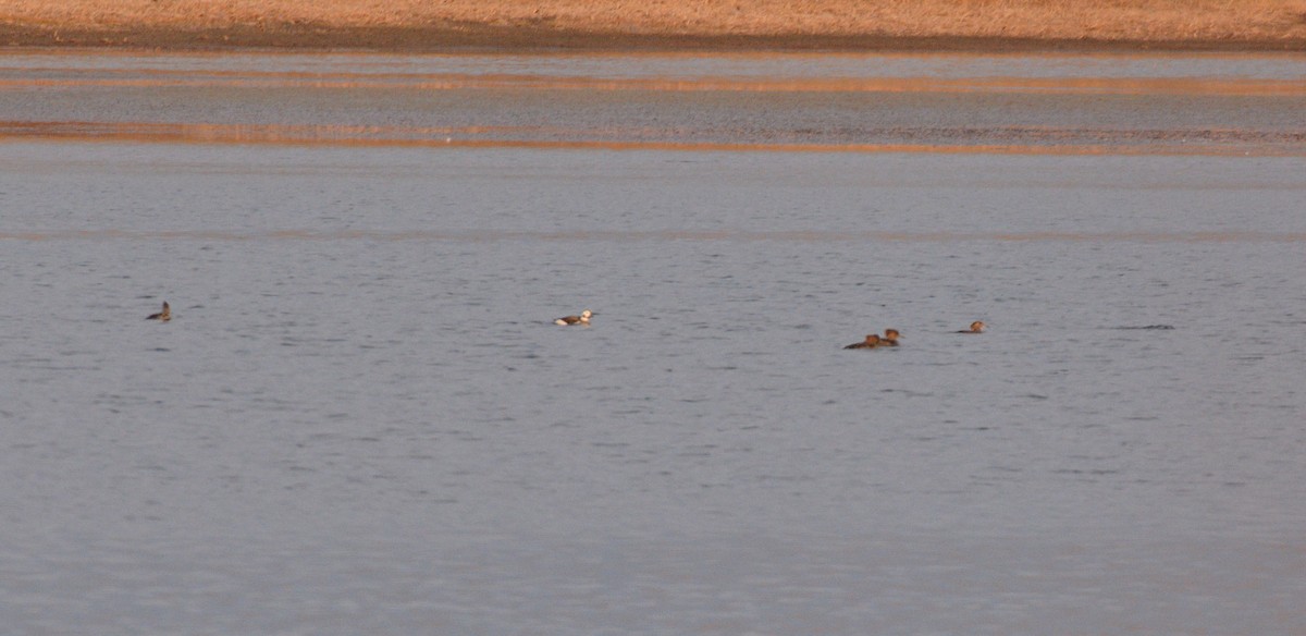 Long-tailed Duck - ML40275011