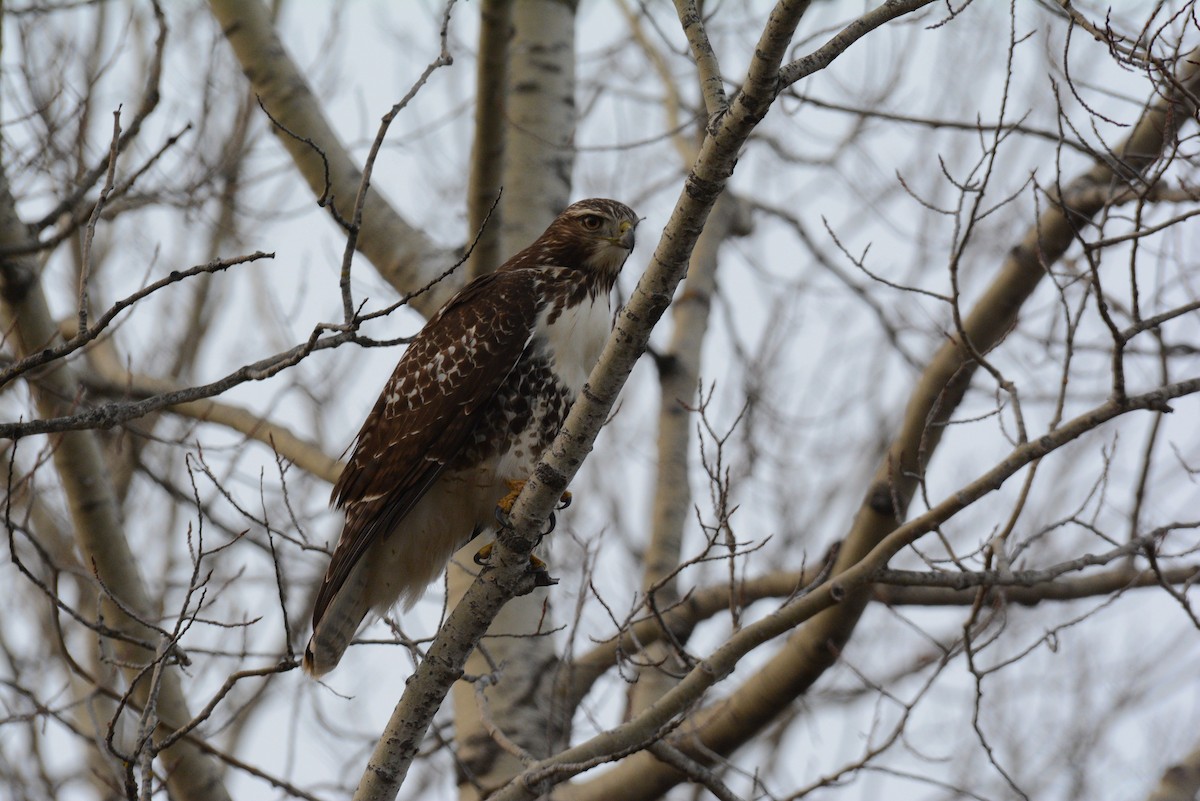 Red-tailed Hawk - ML40275251