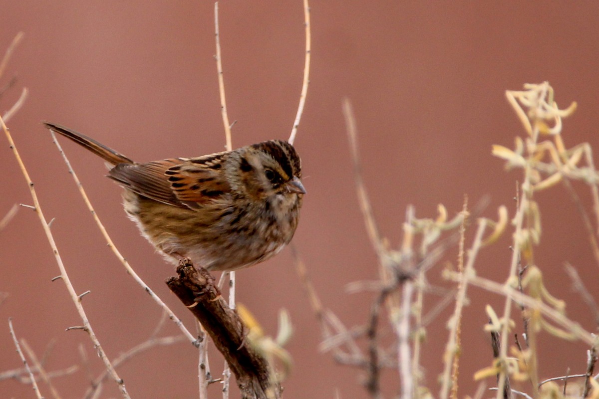 Swamp Sparrow - John Wilson