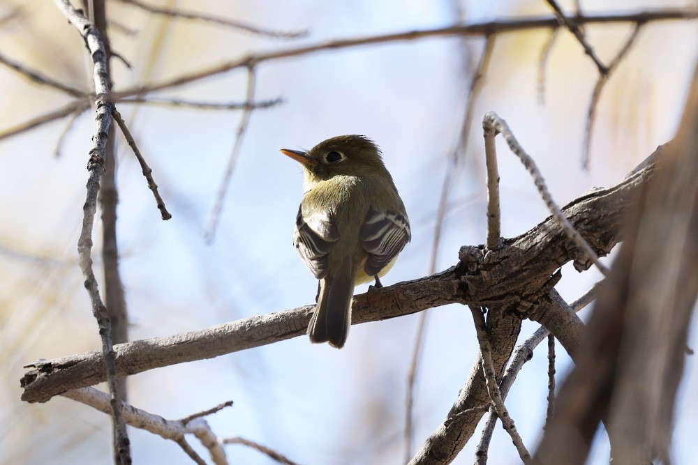 Western Flycatcher (Pacific-slope) - Will Russell