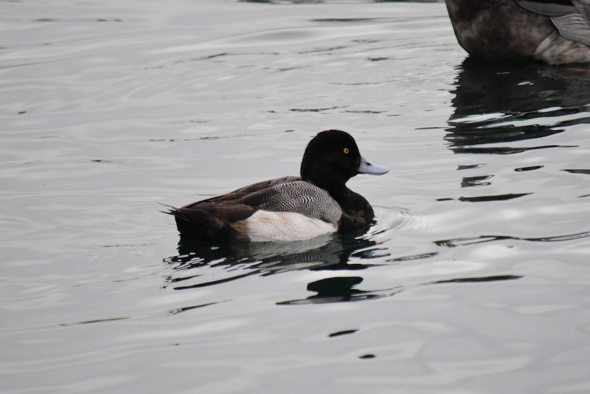 Greater Scaup - ML402774861