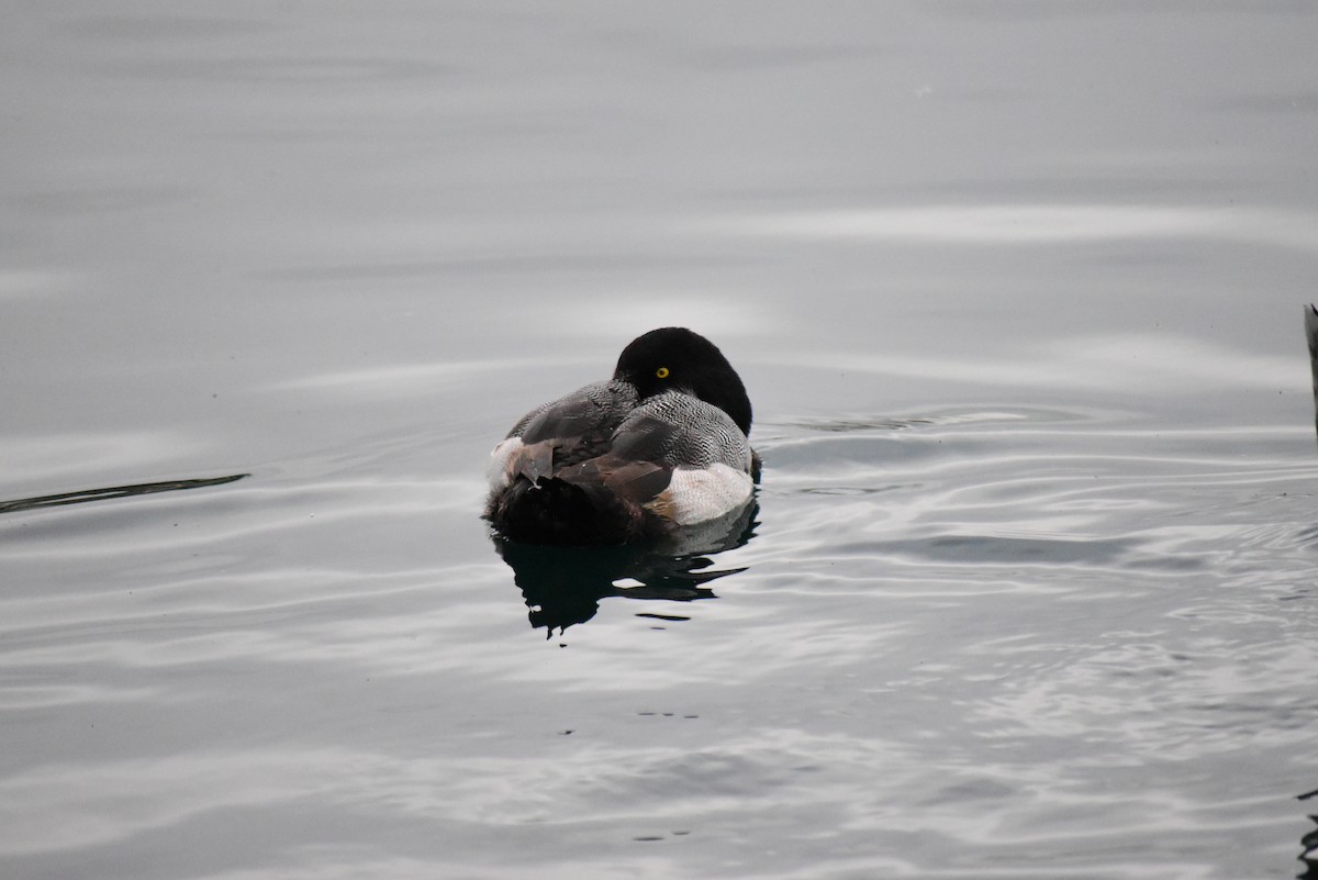 Greater Scaup - ML402775051