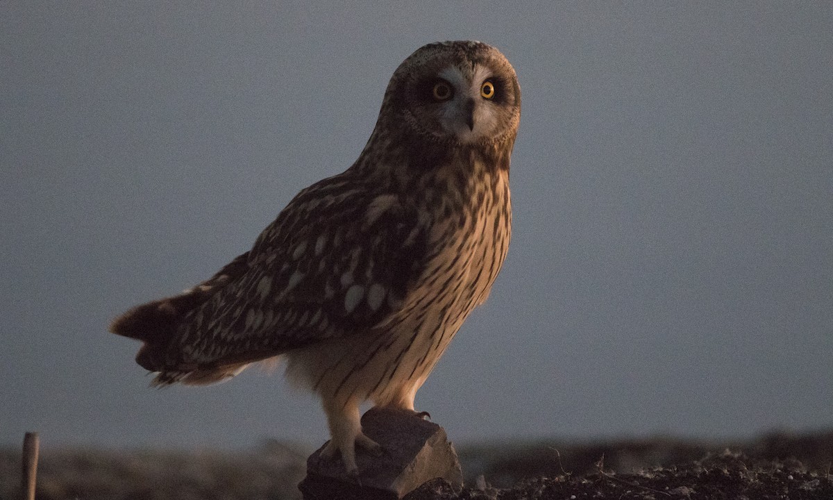 Short-eared Owl (Northern) - Brian Sullivan