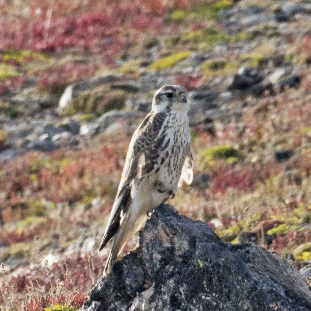 Prairie Falcon - Penelope Bauer