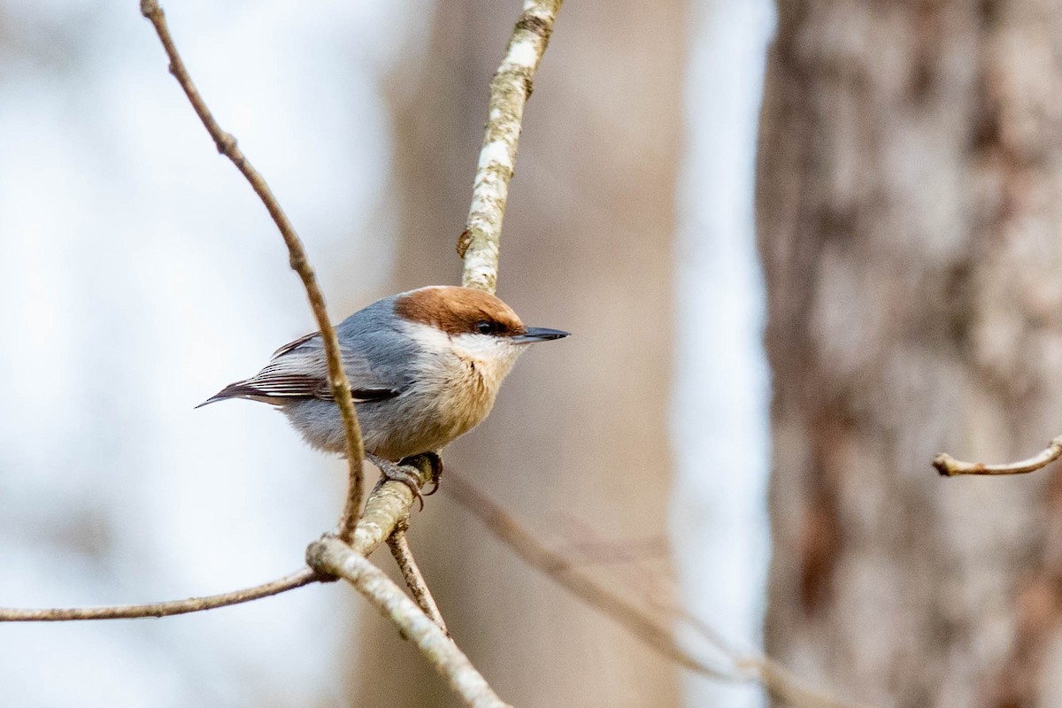 Brown-headed Nuthatch - ML402793151
