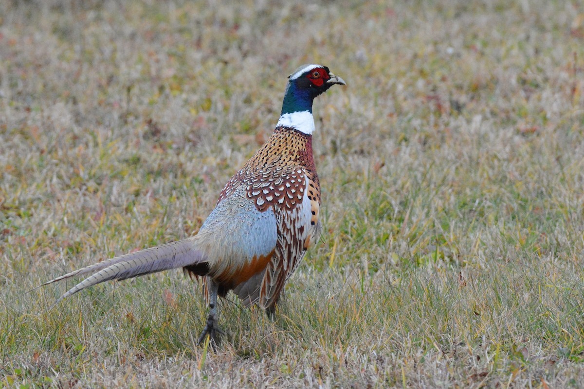 Ring-necked Pheasant - ML40279601