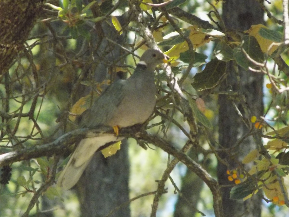 Band-tailed Pigeon - ML402797601