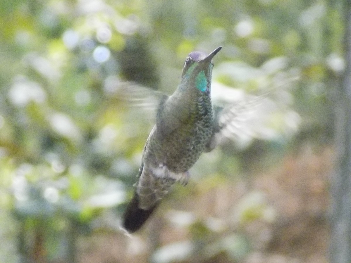 Rivoli's Hummingbird - ML402803191