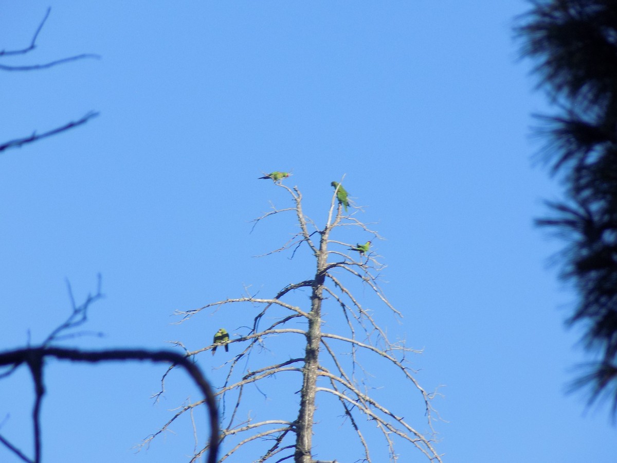 Thick-billed Parrot - ML402805231